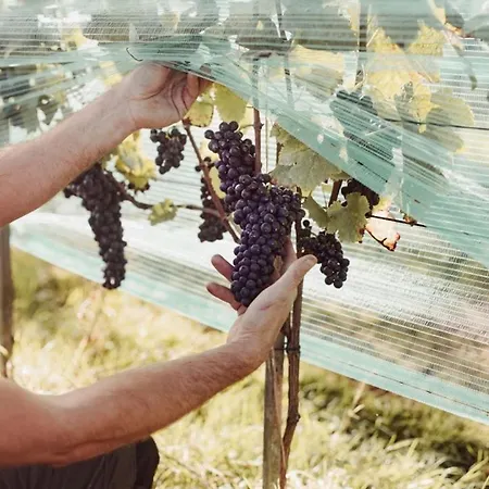 Tinyhouse Au Coeur D'un Vignoble *