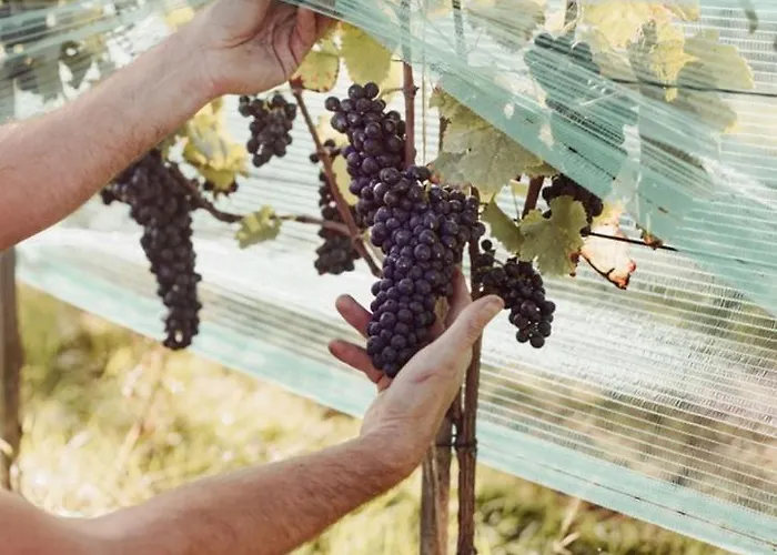 Tinyhouse Au Coeur D'un Vignoble *